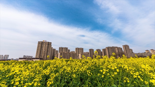 龙城大桥 油菜花