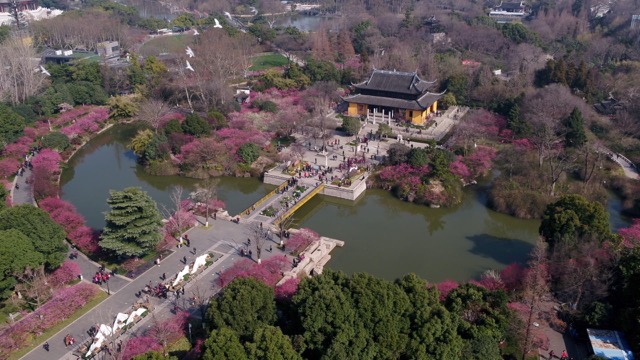 红梅公园 鸽群掠过