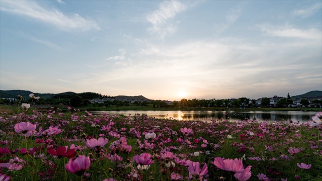 「金坛」仙姑村花海日落