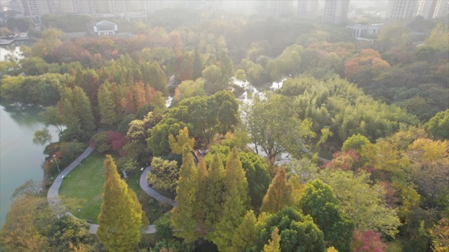 青枫公园