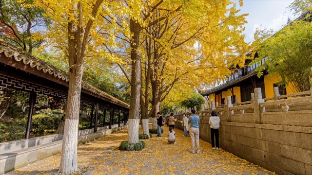 红梅公园 秋天银杏林