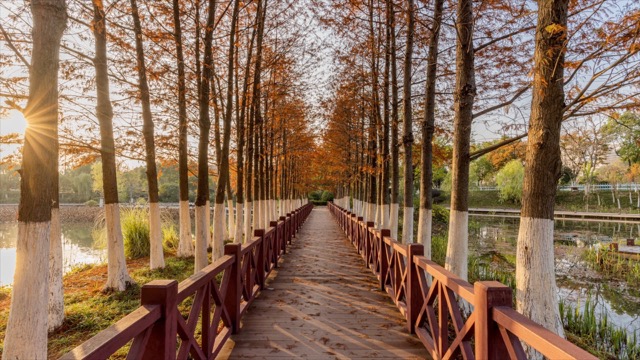 丁塘河湿地公园 水杉林栈道 