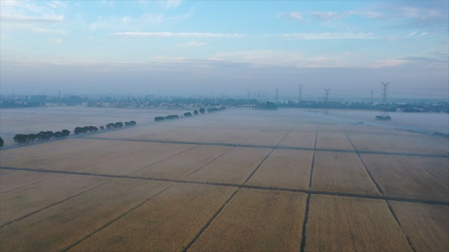 「溧阳」麦田