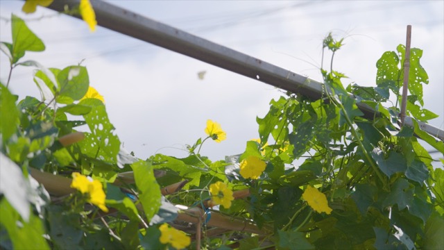 「溧阳」小黄花
