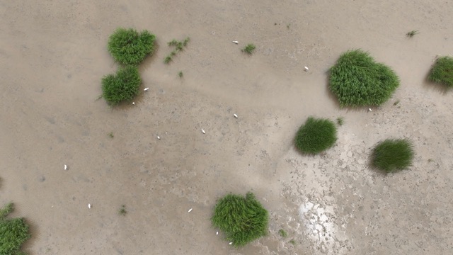「金坛」浅滩白鹭
