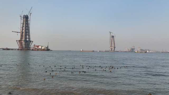 常泰长江大桥 鸭子游过