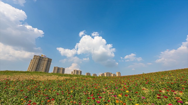 「天宁」花海
