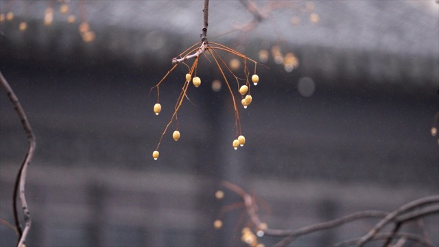 青果巷，苦楝树