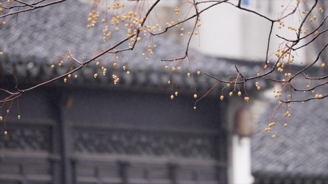 青果巷，苦楝树