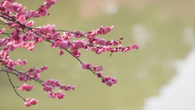 红梅花开
