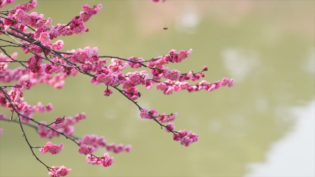 红梅花开