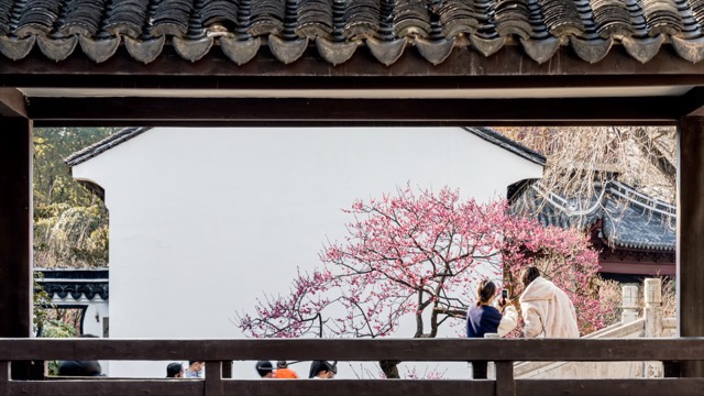 「天宁」红梅公园赏梅花