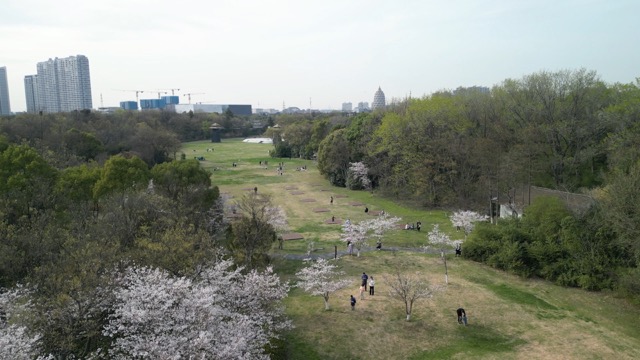 淹城樱花季