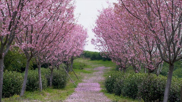 「溧阳」十思园樱花
