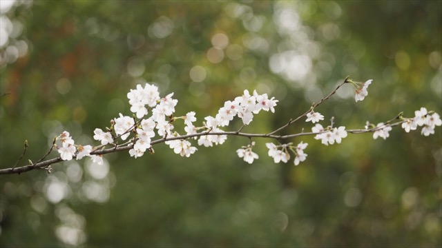 淹城樱花季