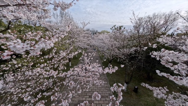 「武进」淹城樱花季