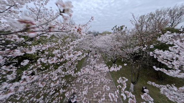 「武进」淹城樱花季