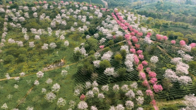 「溧阳」十思园樱花