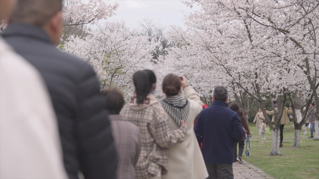 淹城樱花季