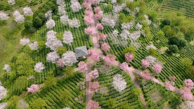 「溧阳」十思园樱花