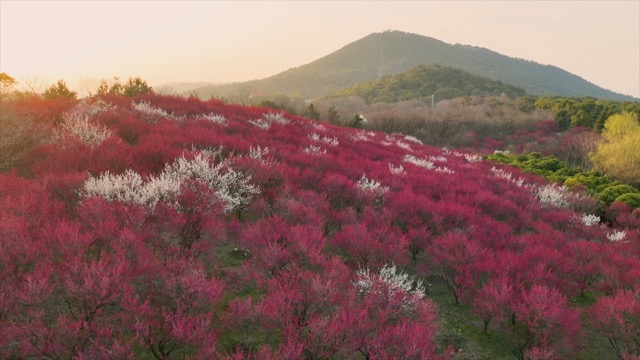 「溧阳」鸡笼山梅花航拍