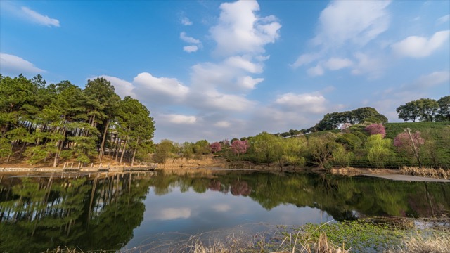 「溧阳」春日凌峰茶场