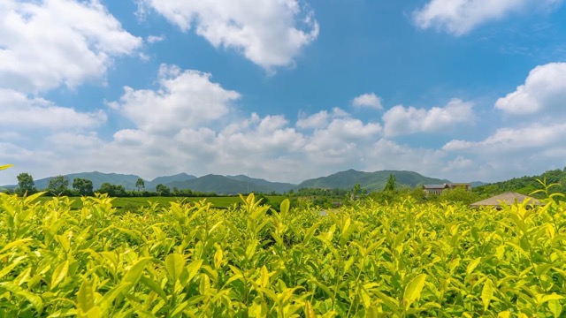 「溧阳」茶园延时
