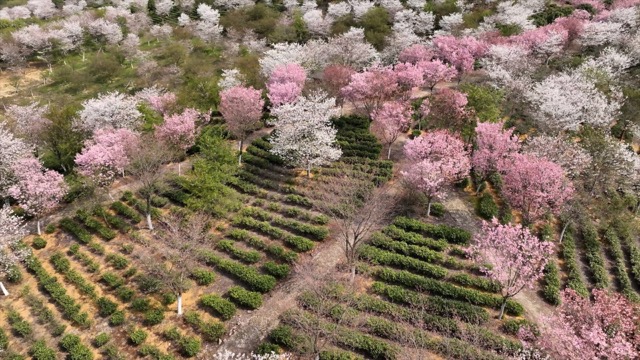 「溧阳」十思园樱花