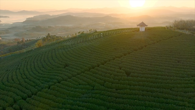 「溧阳」茶园晨光
