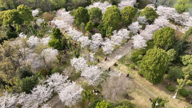 春秋淹城遗址樱花大道
