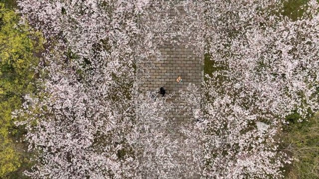 春秋淹城遗址樱花大道