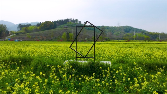 「溧阳」油菜花