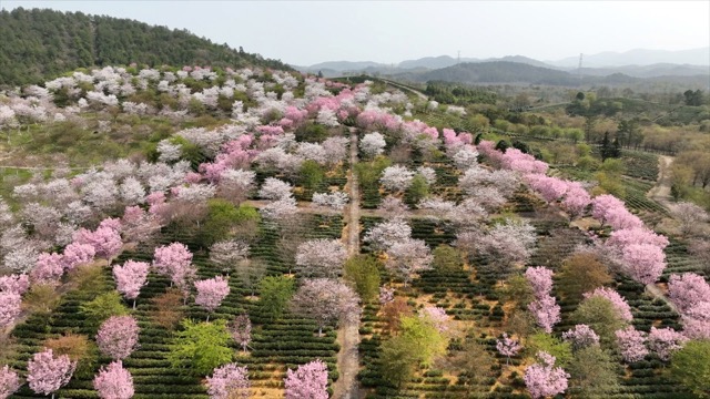 「溧阳」十思园樱花
