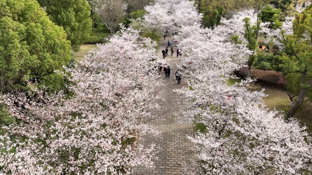 春秋淹城遗址樱花大道
