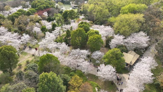 春秋淹城遗址樱花大道