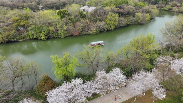 春秋淹城遗址樱花大道