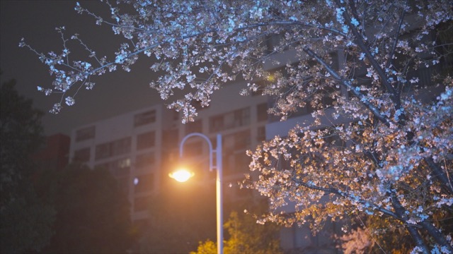「天宁」樱花季