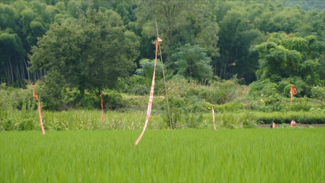 溧阳秧田