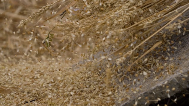 「金坛」干农活，打麦穗