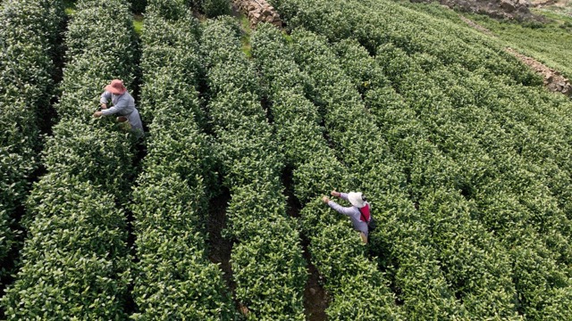 溧阳采茶