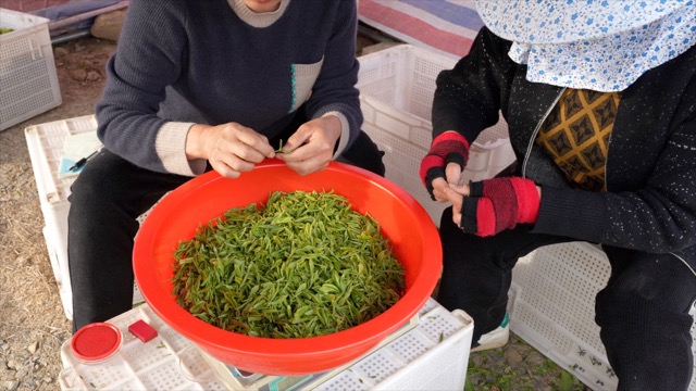 溧阳采茶