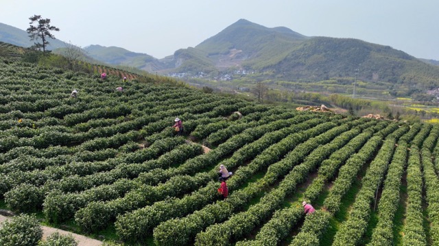 溧阳采茶