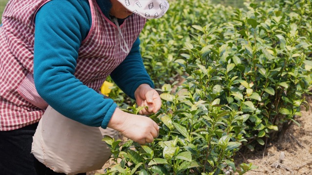 溧阳采茶