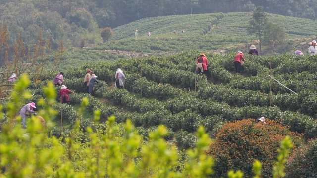 「溧阳」溧阳采茶