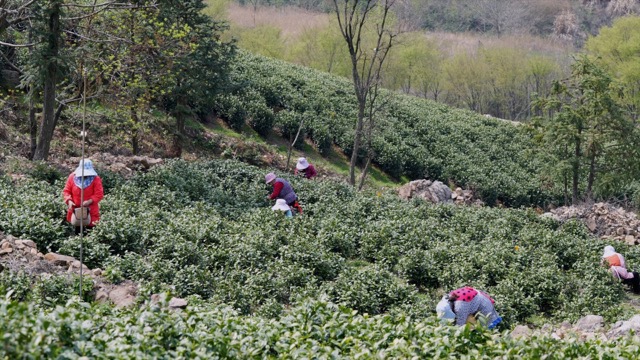 溧阳采茶
