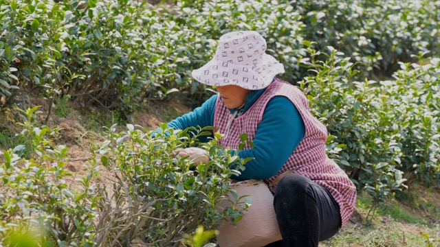 溧阳采茶