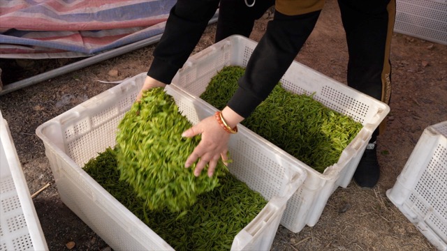 溧阳采茶