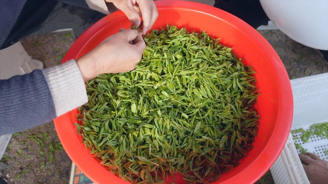 「溧阳」采茶