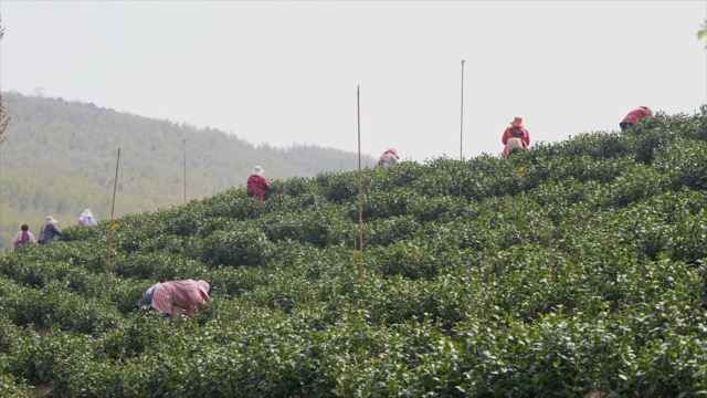 溧阳采茶