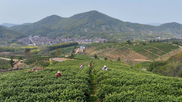 溧阳采茶